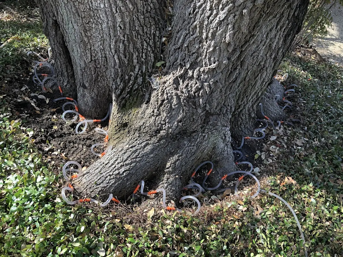 Detailed Shrub and Hedge Trimming job site in Conrad
