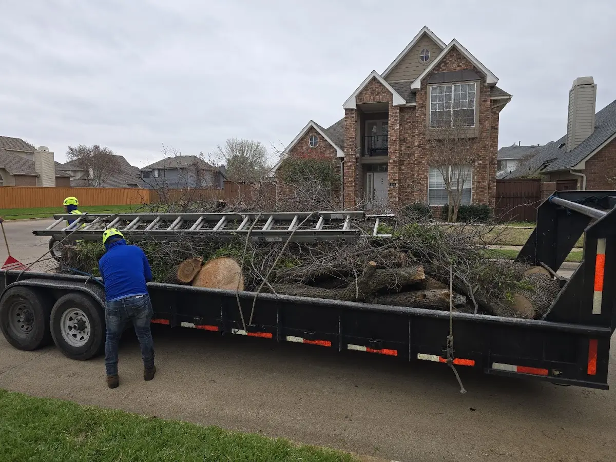 Expert Tree Pest Control with proper safety equipment in Conrad